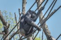 Western chimpanzee, West African chimpanzee, Pan troglodytes verus. Animals in natur reserve