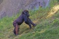 Western chimpanzee, West African chimpanzee. Portrait of infant. Animals in natur reserve