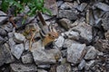 Western Chipmunk, related Tamias, Striatus, Sibiricus small striped rodent of the family Sciuridae, found in North America. This