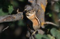 Western Chipmunk wildlife photography in Park City, Utah USA