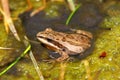 Western Chorus Frog (Pseudacris triseriata)