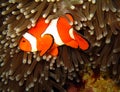 Western Clown-anemonefish Royalty Free Stock Photo