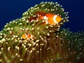 Western Clown-anemonefish Couple Royalty Free Stock Photo
