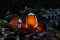 Western clownfish Royalty Free Stock Photo