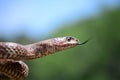 Western coachwhip portrait