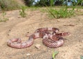 Western Coachwhip Snake