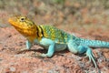 Western Collard Lizard (Crotaphytus collaris) Royalty Free Stock Photo