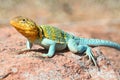 Western Collard Lizard Crotaphytus collaris Royalty Free Stock Photo