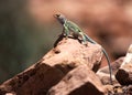 A Western Collared Lizard, Crotaphytus collaris. Royalty Free Stock Photo