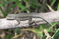 Western Collared Spiny Lizard Royalty Free Stock Photo