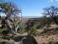 Western Colorado Scrub Brush on Mesa