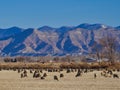 Western Colorado Sheep Farming Royalty Free Stock Photo