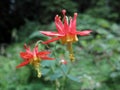 Western Columbine - Aquilegia formosa