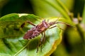 The western conifer seed bug Leptoglossus occidentalis Royalty Free Stock Photo