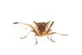 Western conifer seed bug isolated on white background, Leptoglossus occidentalis Royalty Free Stock Photo