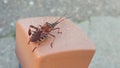 Western conifer seed bug Royalty Free Stock Photo