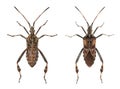 Western conifer seed bugs