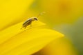 Western corn beetle - Diabrotica virgifera. Sunflower, a harmful insect corn beetle on a yellow background, close-up