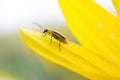 Western corn beetle - Diabrotica virgifera. Sunflower, a harmful insect corn beetle on a yellow background, close-up