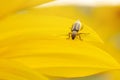 Western corn beetle - Diabrotica virgifera. Sunflower, a harmful insect corn beetle on a yellow background, close-up. Beetle