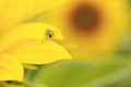 Western corn beetle - Diabrotica virgifera. Sunflower, a harmful insect corn beetle on a yellow background, close-up. Beetle