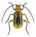 Western corn rootworm Diabrotica virgifera, an invasive pest of corn