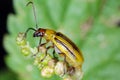 The Western corn rootworm Diabrotica virgifera virgifera is one of the most devastating corn rootworm pest species.