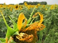 Western corn rootworm damages on sunflower flower.