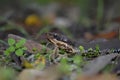 Western cottonmouth Royalty Free Stock Photo