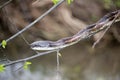 Western Cottonmouth Royalty Free Stock Photo