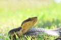 Western cottonmouth Royalty Free Stock Photo