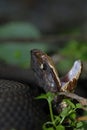 Agkistrodon piscivorous leucostoma Royalty Free Stock Photo