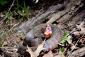 Western cottonmouth showing that white mouth Royalty Free Stock Photo