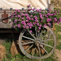 Western covered wagon