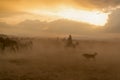 Western cowboy riding horses with dog in cloud of dust in the sunset Royalty Free Stock Photo