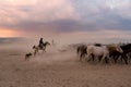 Western cowboy riding horses with dog in cloud of dust in the sunset