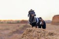 Western cowboy sheriff dachshund dog with gun, wearing american hat and cowboy costume outside in the desert, against the sunset Royalty Free Stock Photo