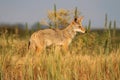 Western Coyote Royalty Free Stock Photo