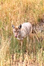 Western Coyote (Canis latrans)