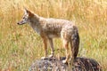 Western Coyote (Canis latrans) Royalty Free Stock Photo