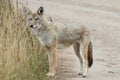 Western Coyote Canis latrans Royalty Free Stock Photo