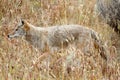 Western Coyote (Canis latrans)