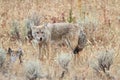 Western Coyote Canis latrans Royalty Free Stock Photo