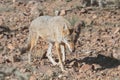 Western Coyote (Canis latrans) Royalty Free Stock Photo