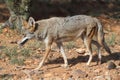 Western Coyote Canis latrans Royalty Free Stock Photo