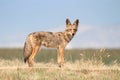 Western Coyote Royalty Free Stock Photo