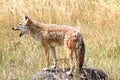 Western Coyote Howling Royalty Free Stock Photo