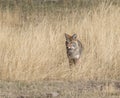 Western Coyote in Lamar Valley, Yellowstone National Park Royalty Free Stock Photo