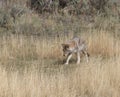 Western Coyote in Yellowstone National Park Royalty Free Stock Photo