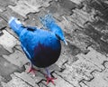 Western crowned Pigeon also known as blue crowned pigeon